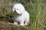 BICHON FRISE 332